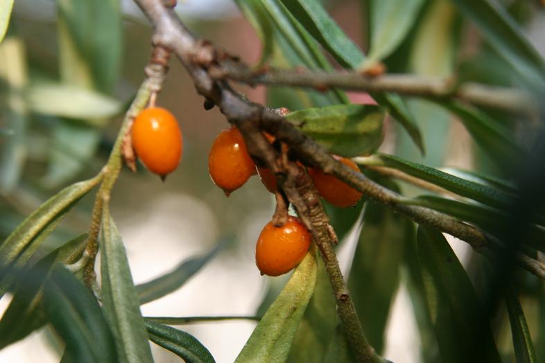 A bush witn berriers