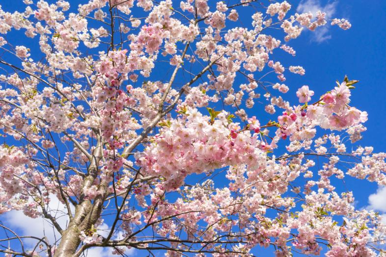 Körsbärsträden blommar.