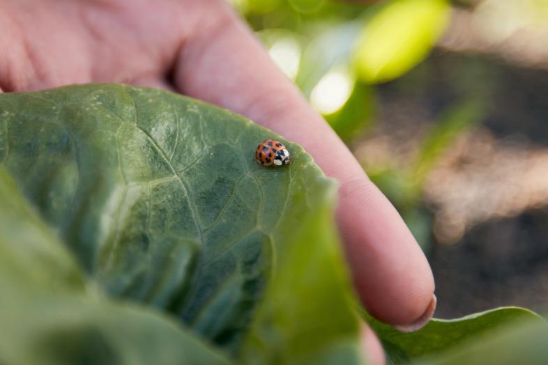 Hand holding a green leaf with a ladybug on it.
